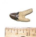 Squalodon Molar